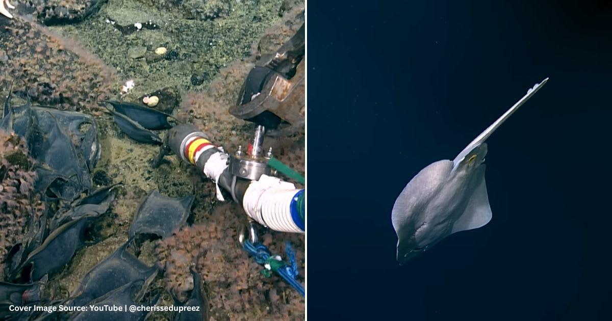 Screenshots of an underwater volcano filled with giant eggs, and a Pacific white skate swimming around it. (Cover Image Source: YouTube | @cherissedupreez)