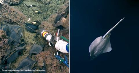 Screenshots of an underwater volcano filled with giant eggs, and a Pacific white skate swimming around it. (Cover Image Source: YouTube | @cherissedupreez)