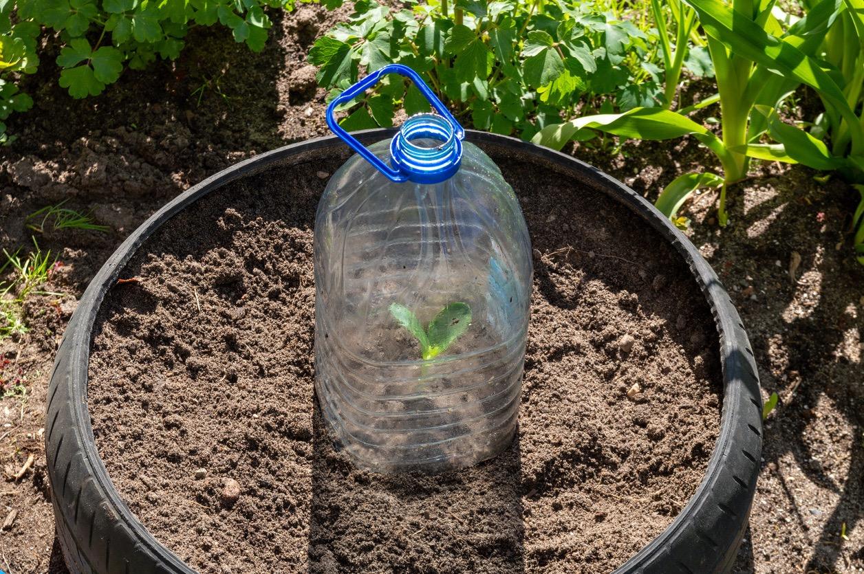 Seedling in pot covered by a plastic bottle to protect from frost