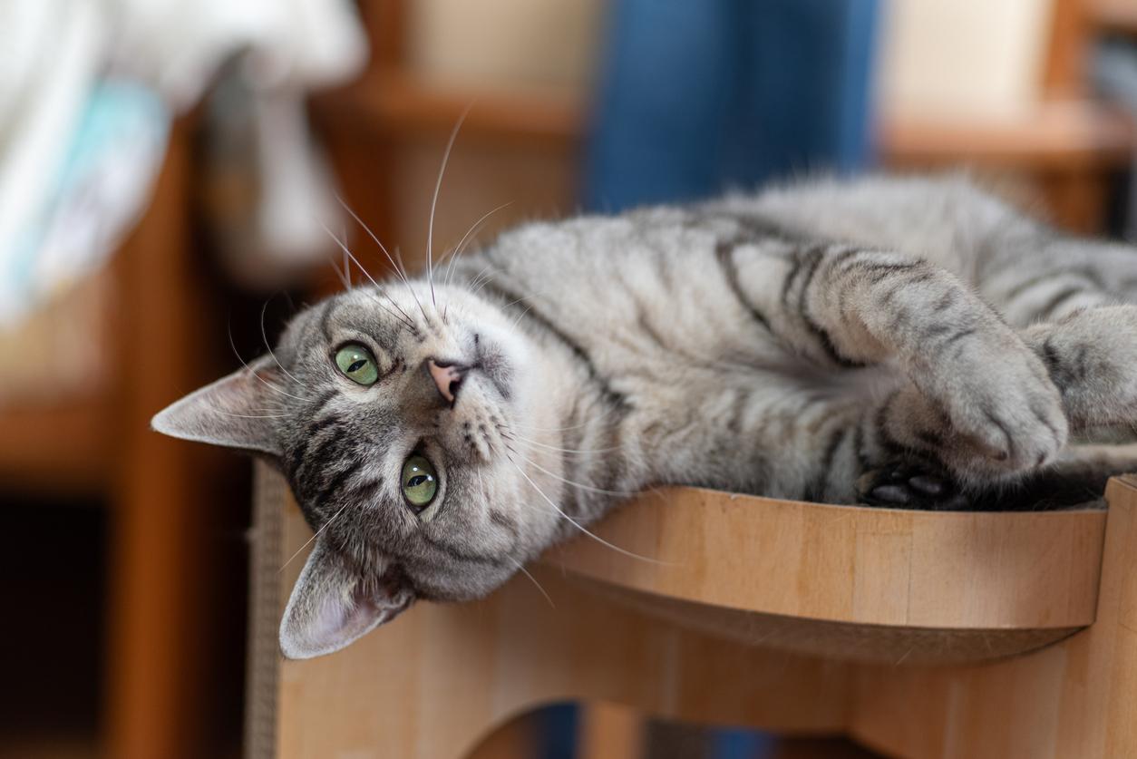 A gray cat with green eyes lays sideways on a cat tower in a room.