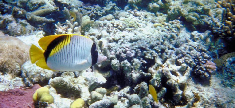 The Great Barrier Reef