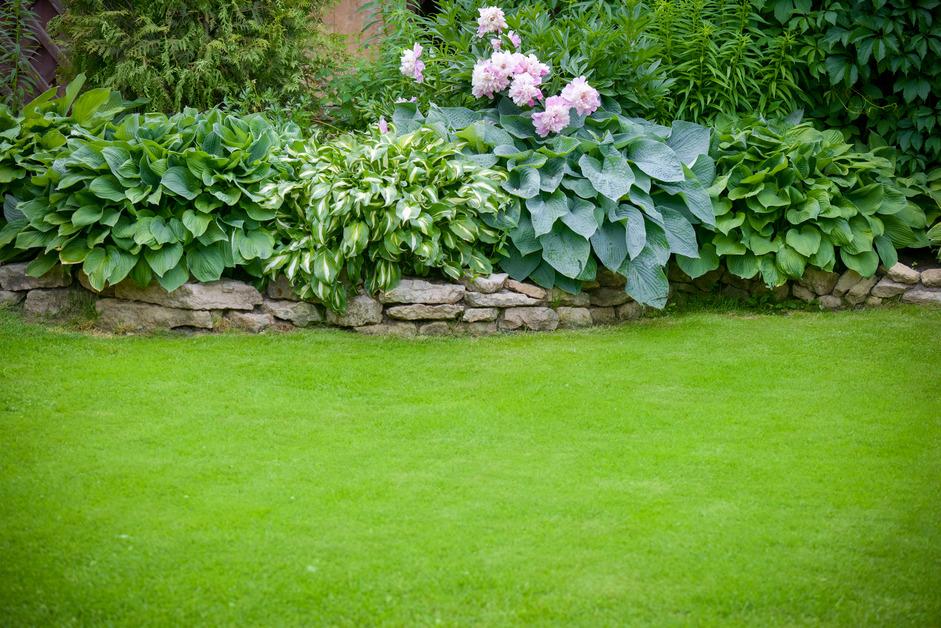 Grass next to a wall of stones and garden. 