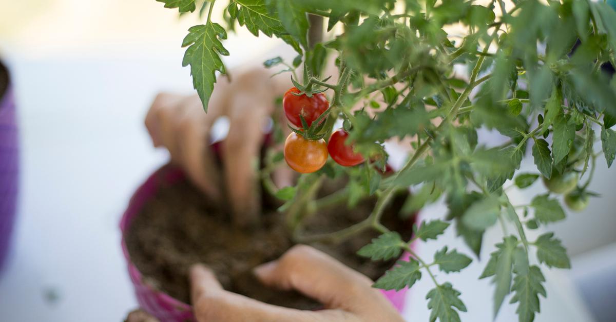 potted vegetable garden