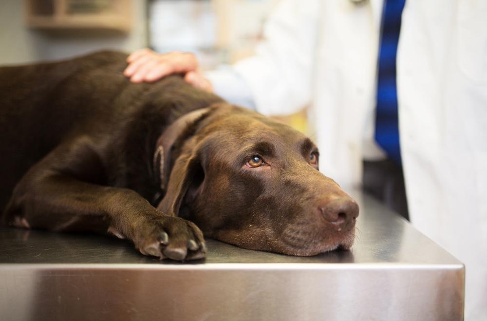 A brown dog laying down on a table at the vet. 