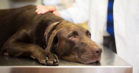 A brown dog laying down on a table at the vet.