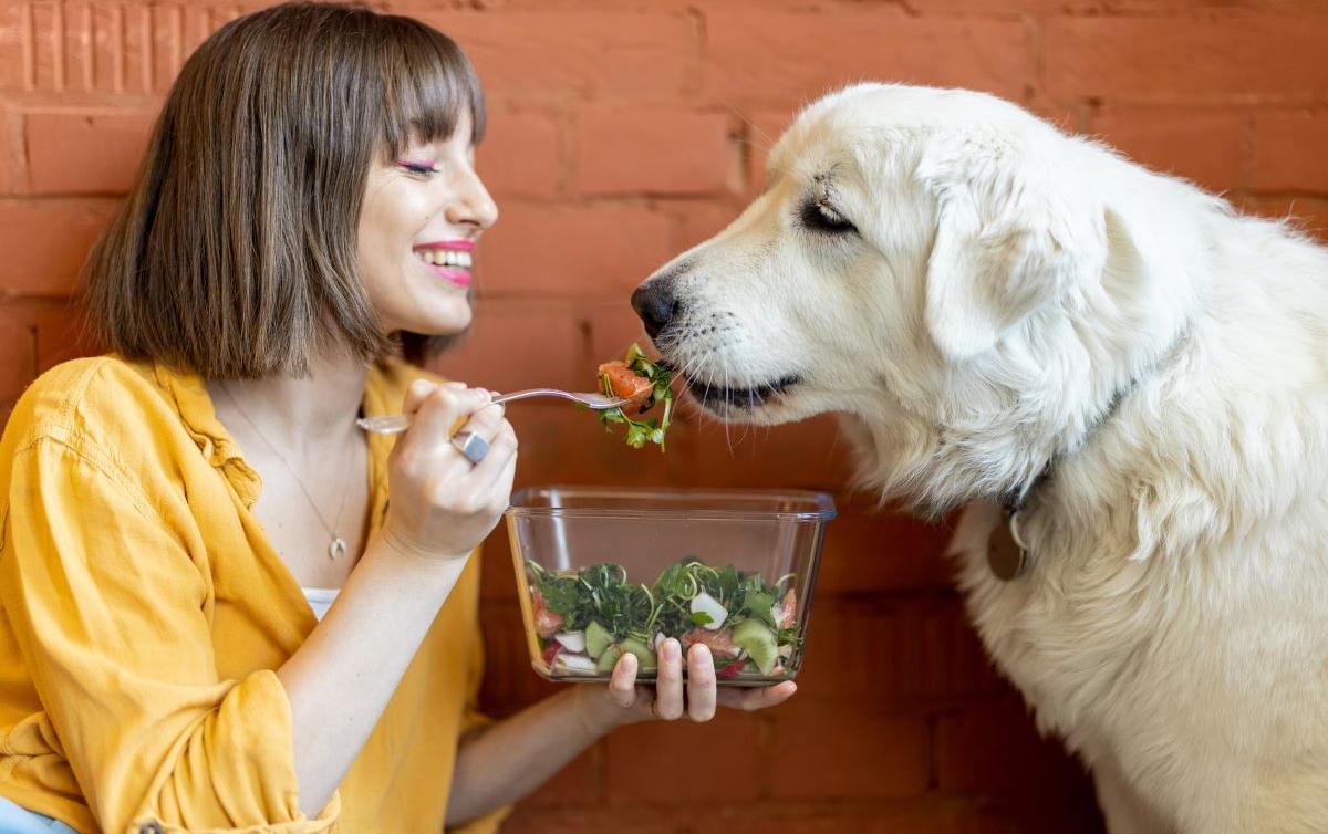 What to Do if Your Dog Won
