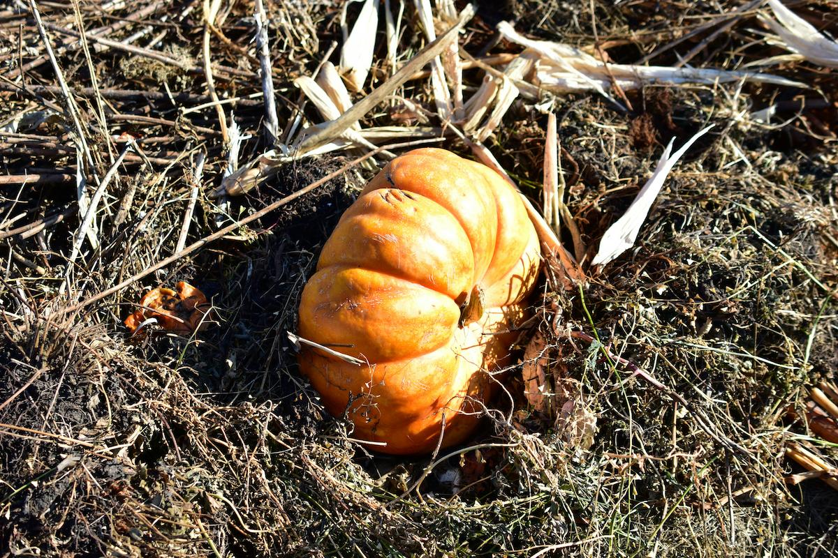 pumpkin compost pile