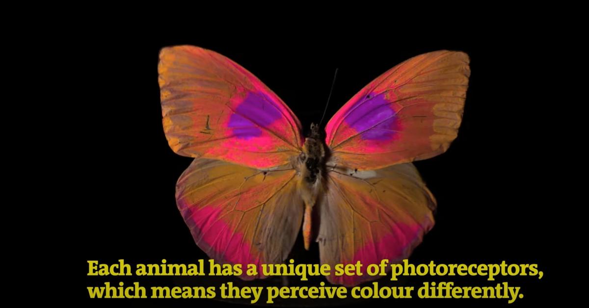 Scientists Develop Camera to Record How Animals See Color