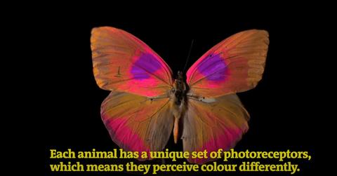 A butterfly is viewed through new technology that depicts different colors than how humans perceive them.