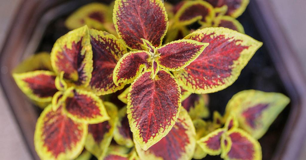 8 of the Best Potted Plants for a Shaded Porch