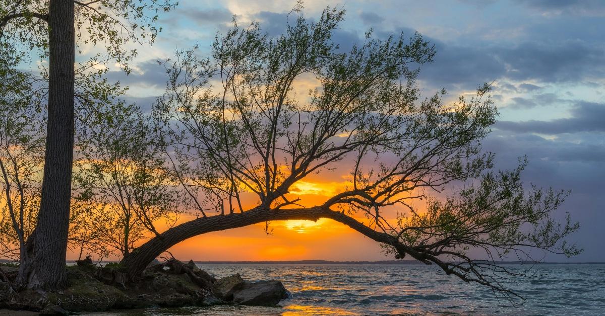 A tree branch bends over a lake in Madison, Wisconsin at sunset. 