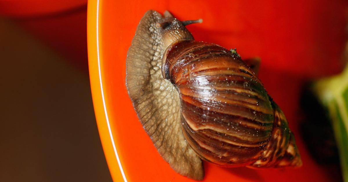 Giant African land snail on the inside of a red pail.