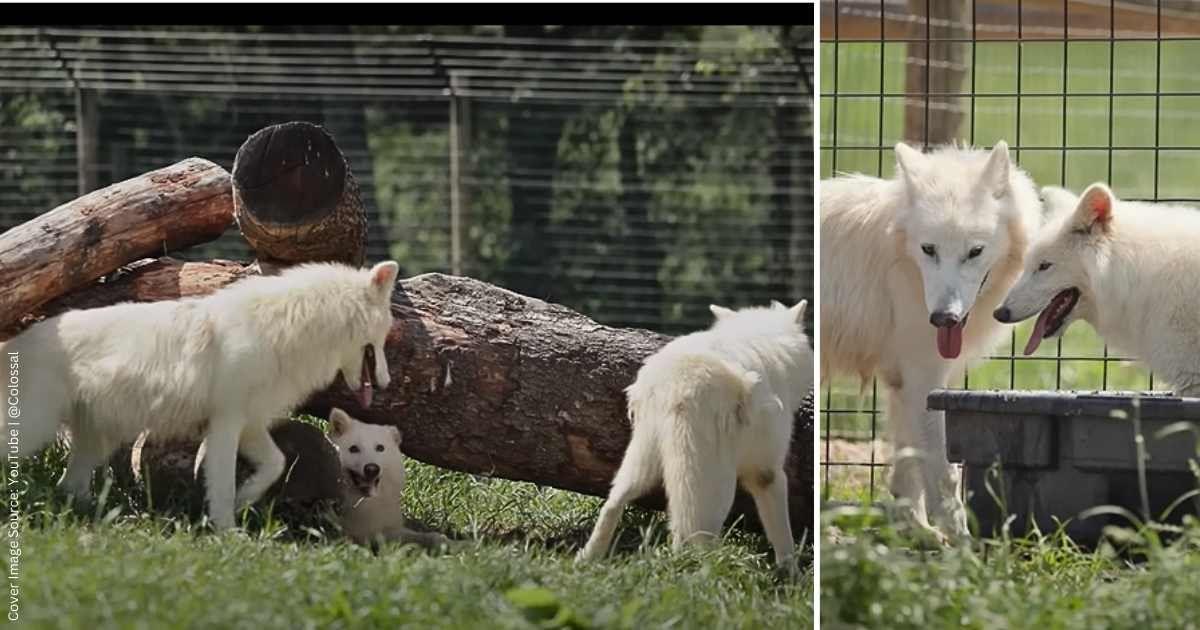 Interaction between three direwolves brought back through de-extinction. (Cover Image Source: YouTube | @Colossal)