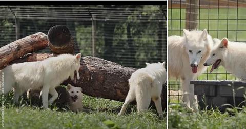 Interaction between three direwolves brought back through de-extinction. (Cover Image Source: YouTube | @Colossal)
