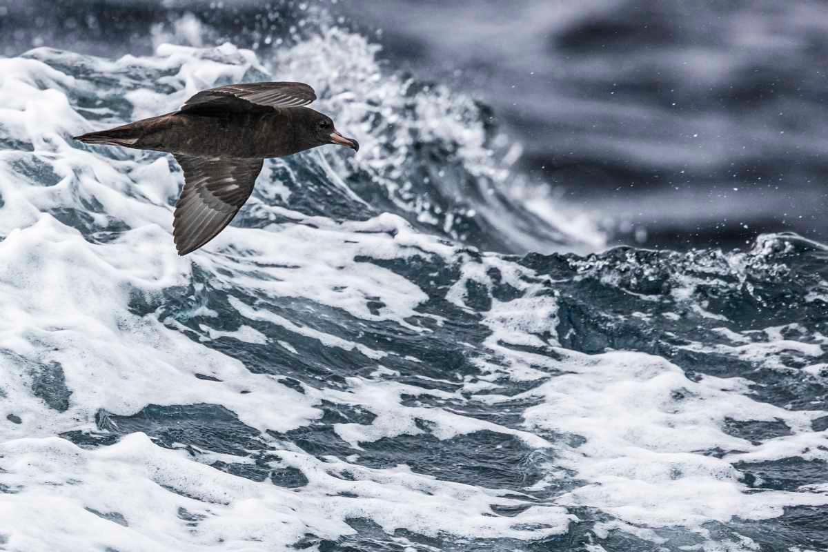 pn/ac f ee bfba fefedd