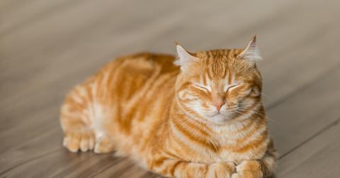 Orange tabby cat with eyes closed.