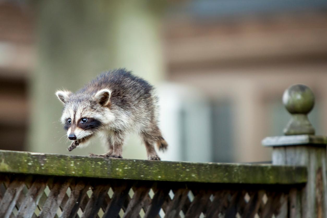 A baby raccoon walks along a green wooden fence.