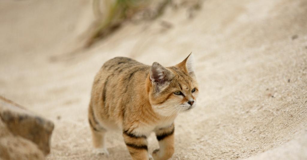 CAN SAND CATS KILL YOU intelligence overview