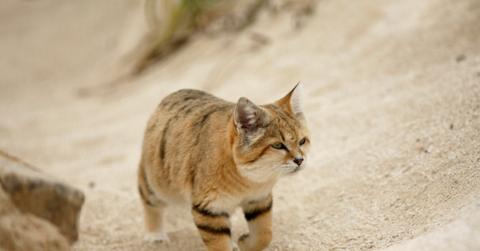 Sand cat walking on sand