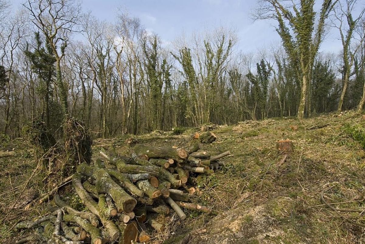 Chopped trees for forest thinning