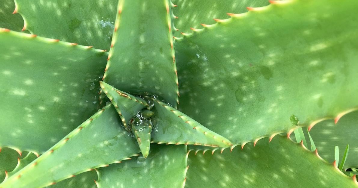 Aloe plant from above