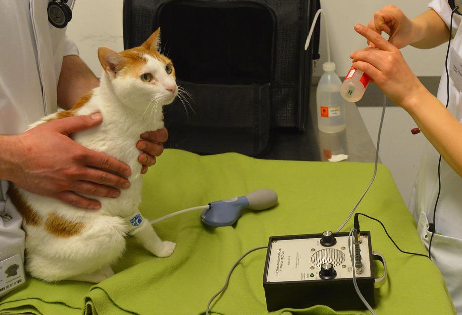 Cat at the vet