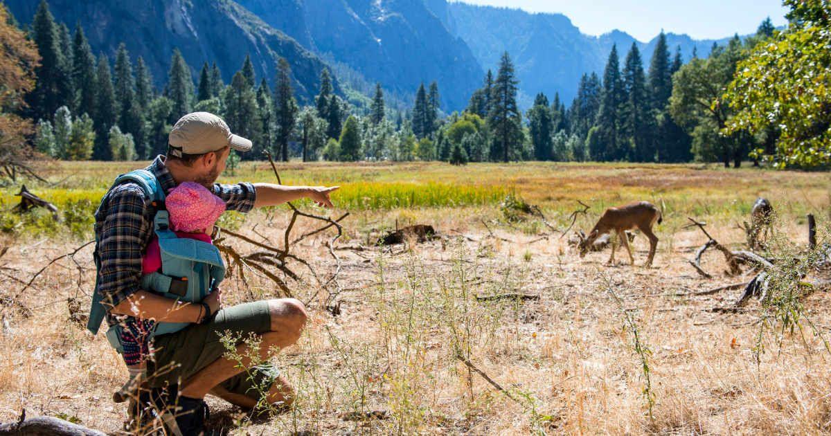 Visitors watching a deer in California's Yosemite National Park (Representative Cover Image Source: Getty Images | Westend61)
