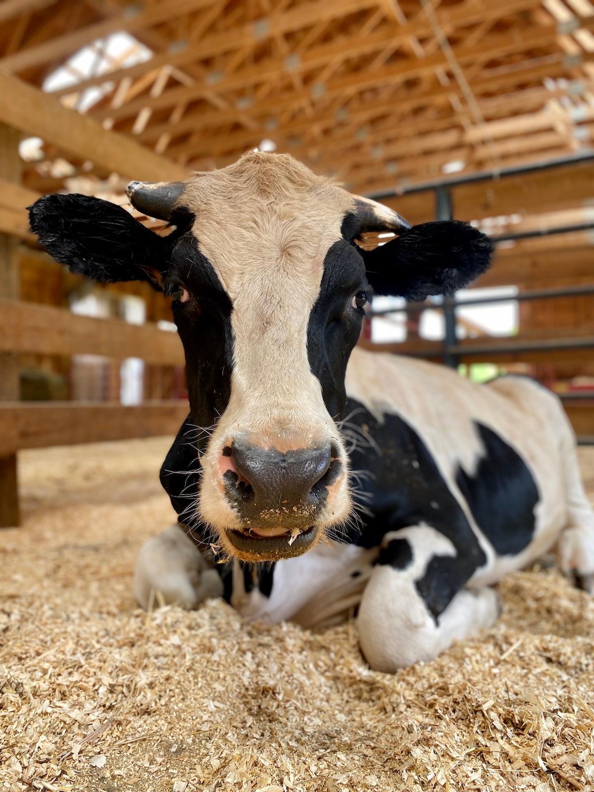 Cow at Woodstock Sanctuary