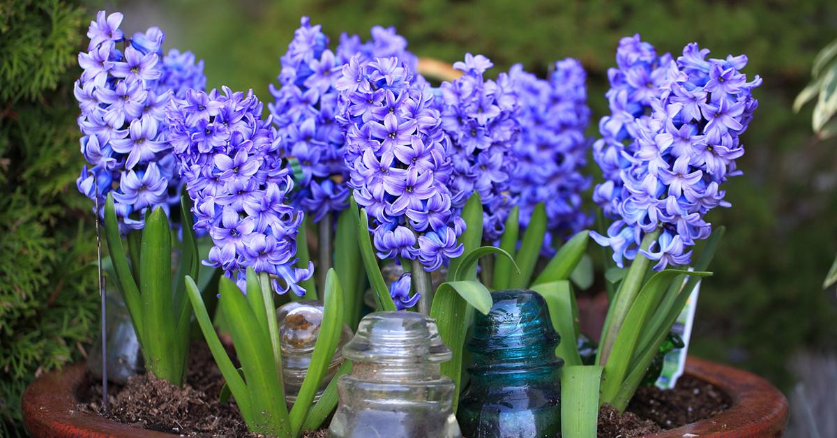 hyacinth toxic dogs