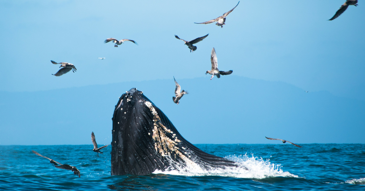 A blue whale pops his face out of the water while birds swim around