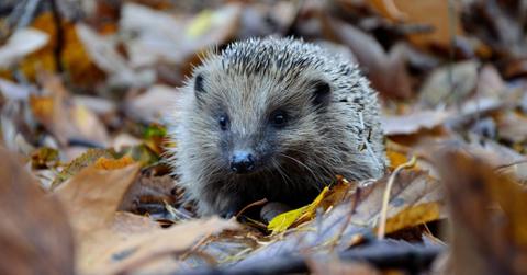 A hedgehog sits in a pile of brown and yellow leaves