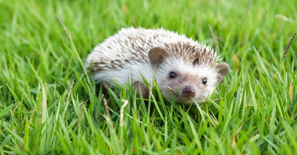 Hedgehog sitting in grass. 