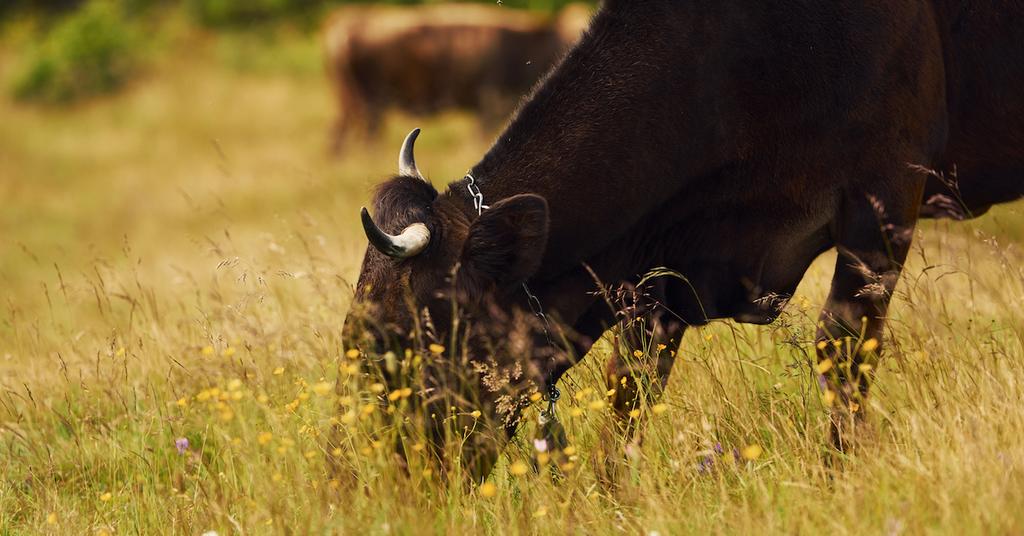 Why Did 3,000 Cows Die in Kansas? Here’s What We Know