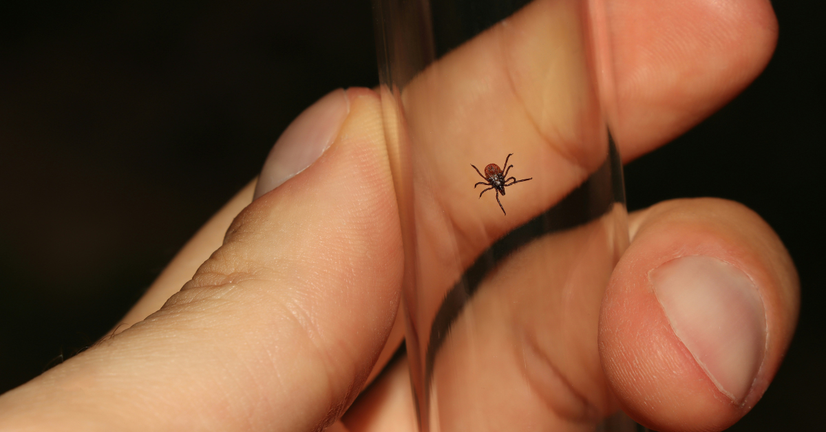 A closeup of a tick in a glass tube