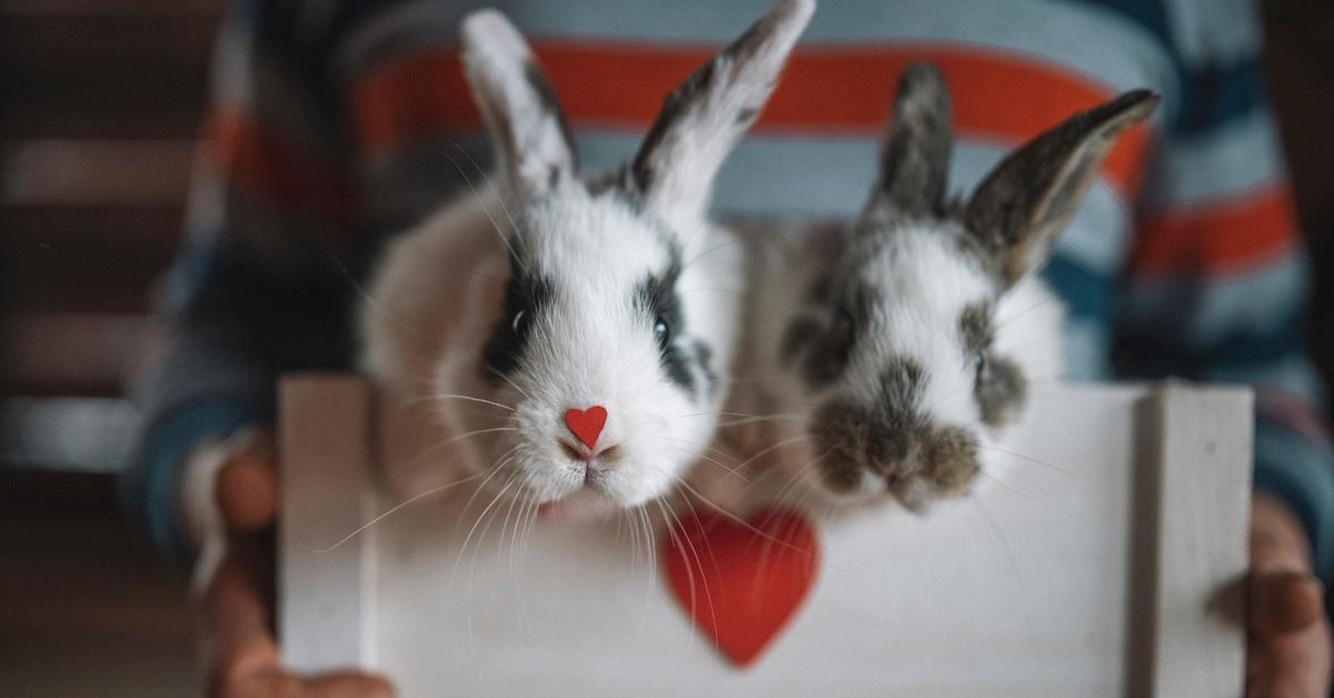 Person carrying two gray and white rabbits in a crate. 