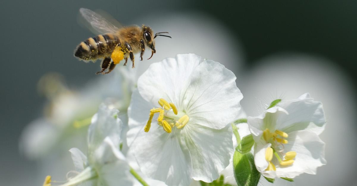 Why Some Bees Are Endangered and What We Can Do to Help, Bee 