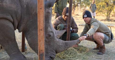 Daniel Terblanche shows Imvelo Safari Lodges staff how to handle Thuza, an endangered white rhino with a life-threatening eye infection, in Bulawayo, Zimbabwe, August 2025. (Image Source: Syracuse | John Towey/Palm Beach Zoo & Conservation Society via AP)