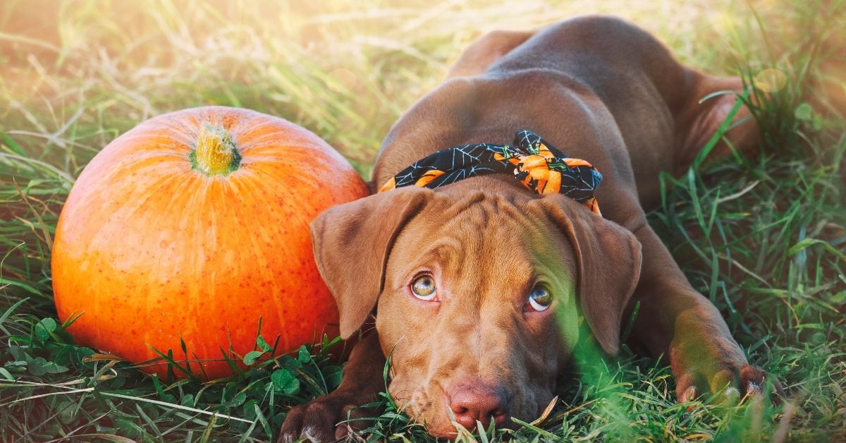 Can dogs eat pumpkin?