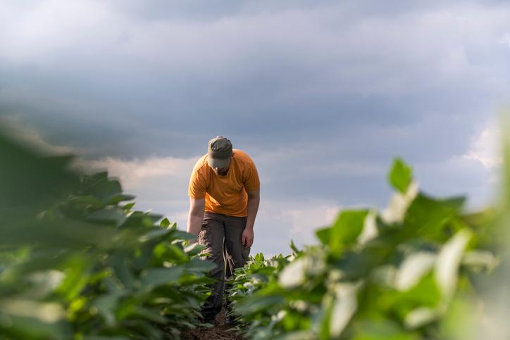 Man walks through crop rows on farm