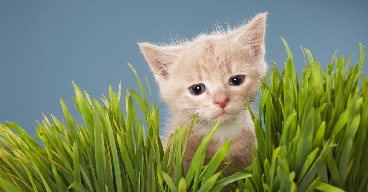 Curious cat in a plant