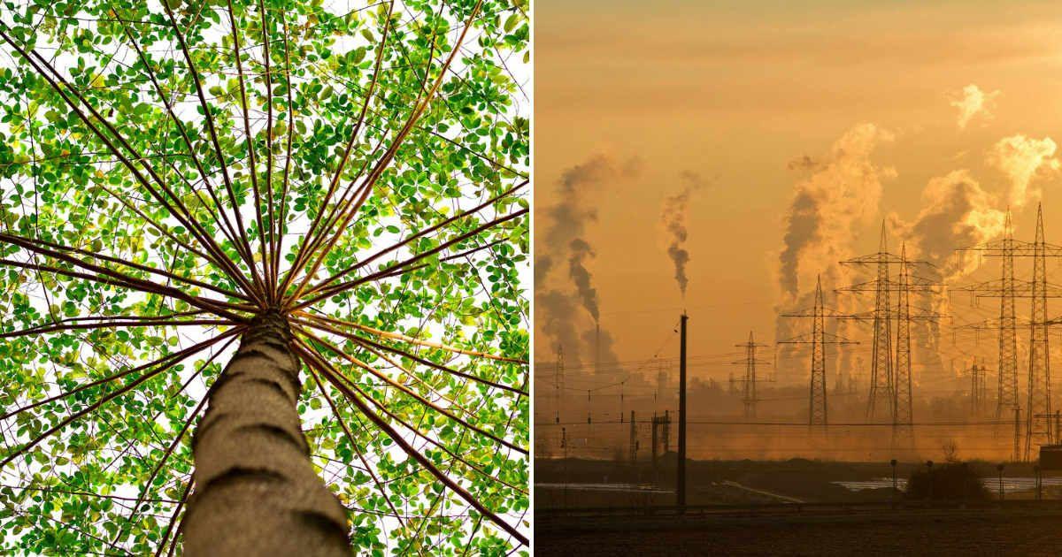 (L) Spreading branches of a tree from the bottom view. (R) CO2 emissions from industries cause global warming. (Representative Cover Image Source: Pexels | (L) Lerkrat Tangsri, (R) Pixabay)