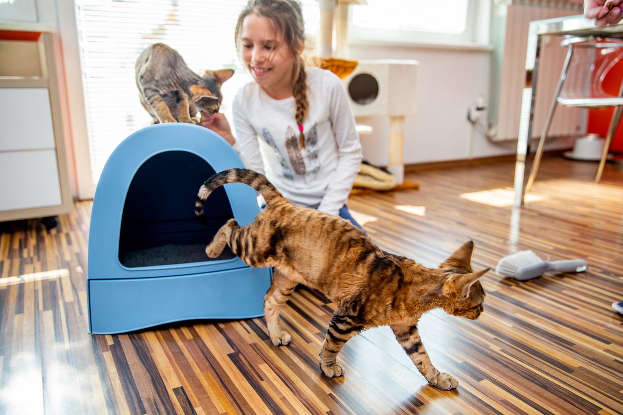 A smiling young girl teaches her two companion cats to use a blue enclosed litter box.