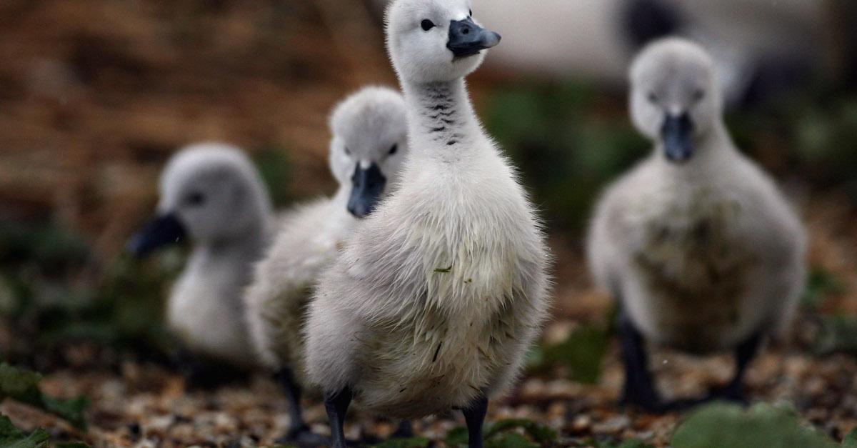 Four pale ducklings in the mud in a forest. 