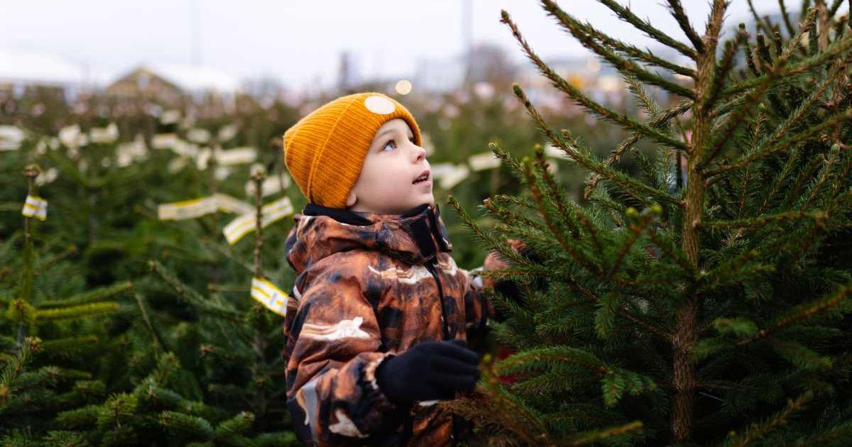 Young boy choosing a Christmas tree at an outdoor market (Representative Cover Image Source: Getty Images | Anastasiia Sienotova)