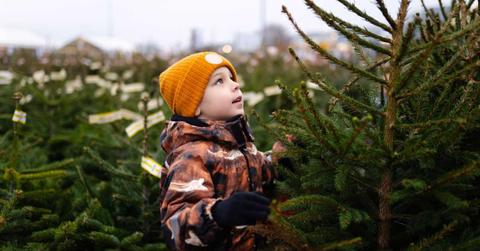 Young boy choosing a Christmas tree at an outdoor market (Representative Cover Image Source: Getty Images | Anastasiia Sienotova)