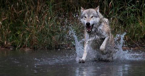 A wolf running in water. (Representative Cover Image Source: Getty Images | Kathleen Reeder Wildlife Photography)