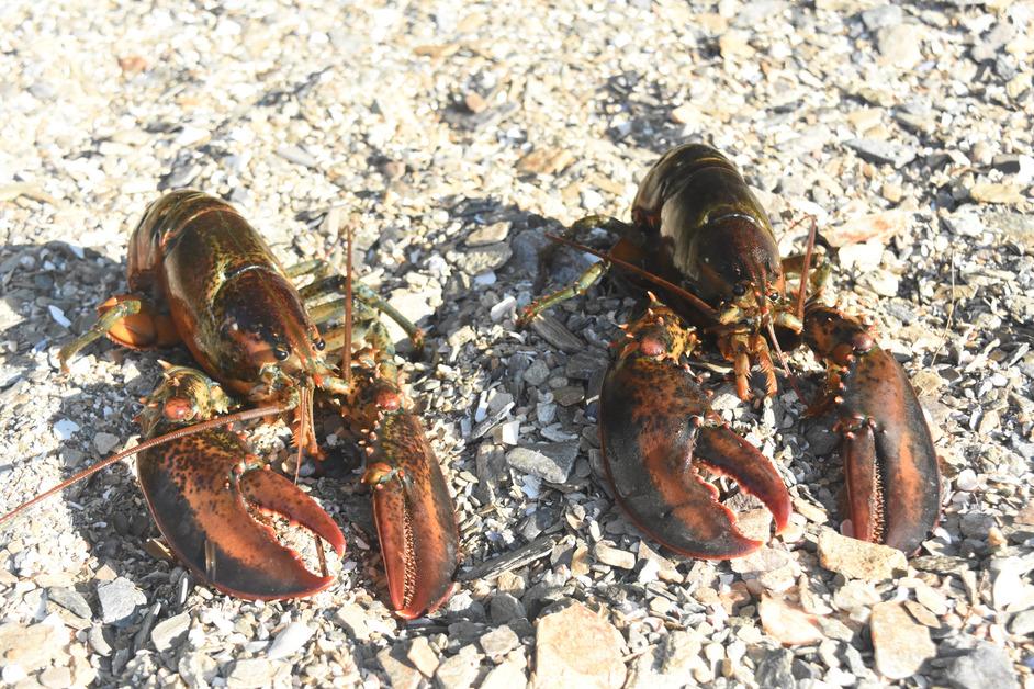 A pair of red lobsters sit on a rocky beach during the day in Maine. 