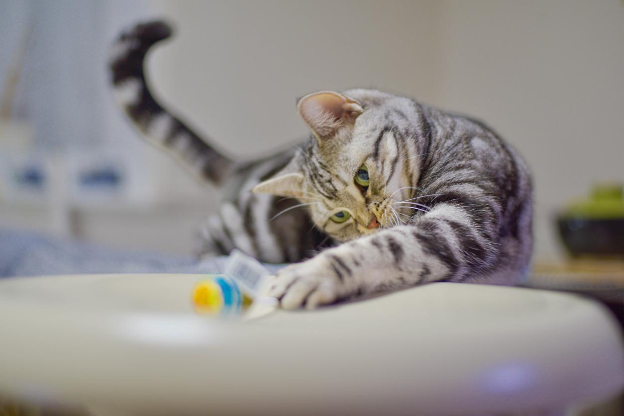 A curious cat reaches for a piece of candy with a shiny blue and yellow wrapper on a white counter.