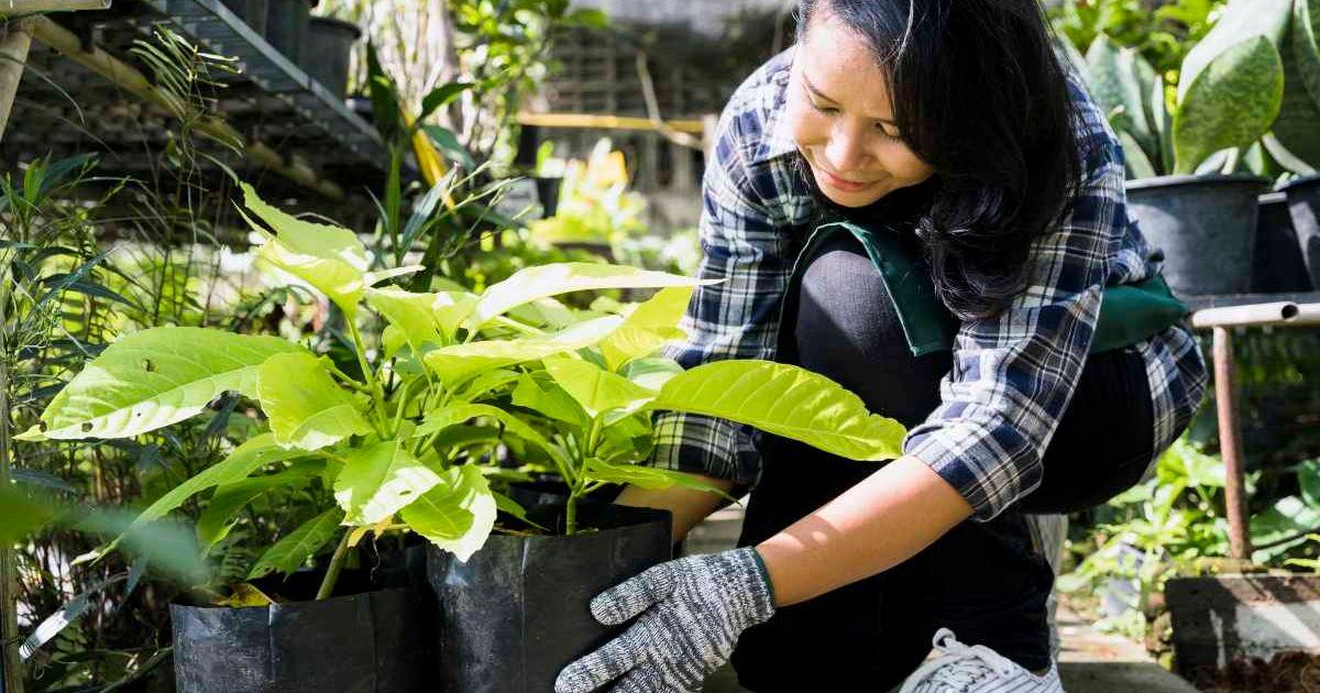 Gardener safeguards her plants in the greenhouse before nightfall. (Representative Cover Image Source: Freepik | freepik)