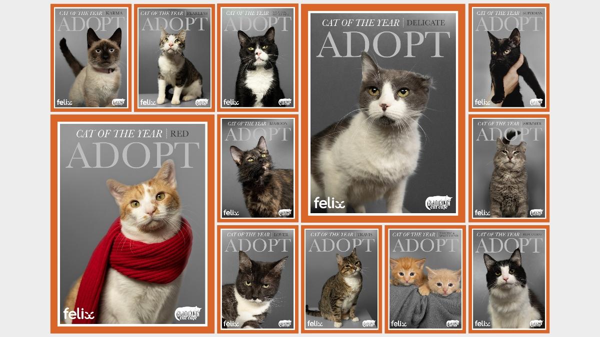 All 12 magazine covers for Cat of the Year. 